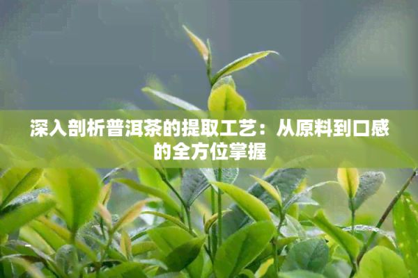 深入剖析普洱茶的提取工藝：從原料到口感的全方位掌握