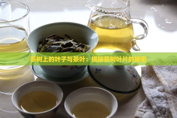 茶樹上的葉子與茶葉：揭秘茶樹葉片的秘密