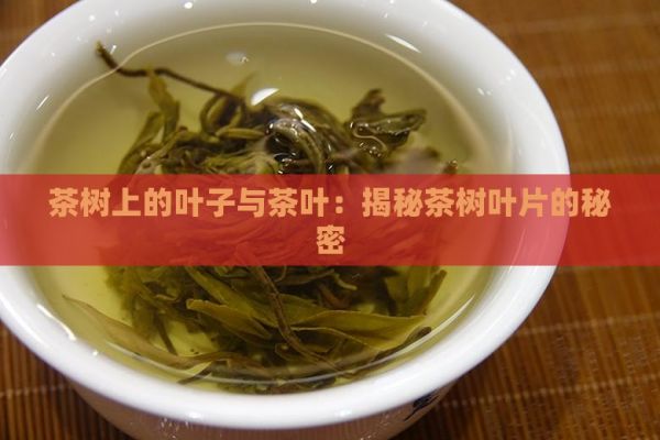 茶樹上的葉子與茶葉：揭秘茶樹葉片的秘密