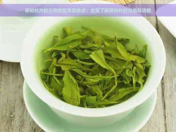 茶树叶片的三种类型及其特点：全面了解茶树叶的分类与功能