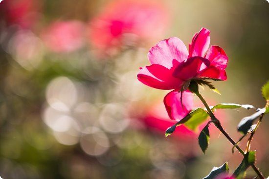 關(guān)于科學(xué)減肥你必須要知道的