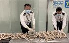 廈門機(jī)場海關(guān)查獲16.1公斤冷凍牛鞭