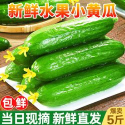 土地母亲计划 黄瓜 水果小黄瓜新鲜小青瓜荷兰农家轻食果蔬生鲜生吃现摘现发 5斤 水果黄瓜