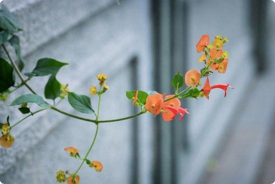 中醫(yī)減肥針灸？華康中醫(yī)減肥醫(yī)院？