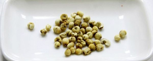 川貝母的功效 川貝母的作用 清肺作用
