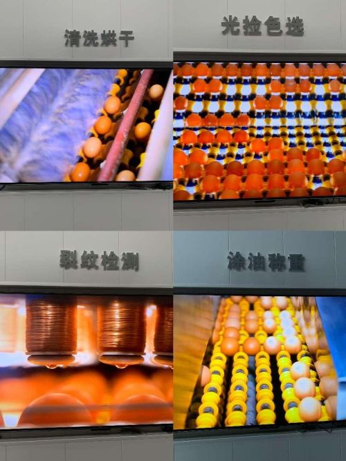 嘉寶果品牌攜獨(dú)特配方技術(shù)與山東蛋品基地強(qiáng)強(qiáng)聯(lián)手，打造健康美味新選擇！
