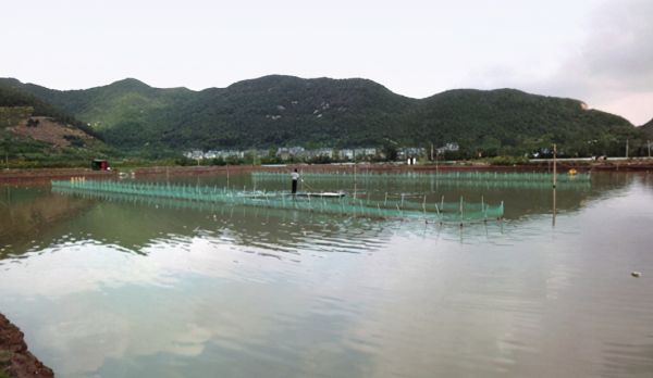 水產綠色健康養(yǎng)殖多營養(yǎng)層次綜合養(yǎng)殖技術模式