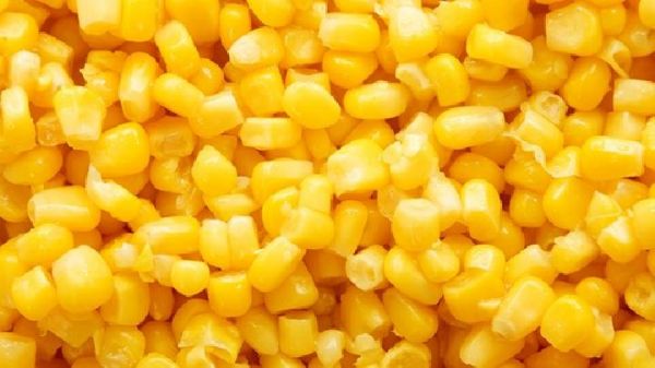 玉米熬成粥有長壽的作用？玉米粥的養(yǎng)生功效有哪些？