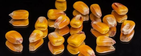 一天三頓吃玉米減肥嗎