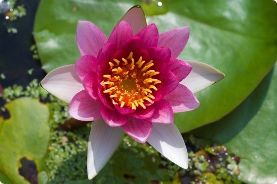 酷夏瘦身绿色食物是关键