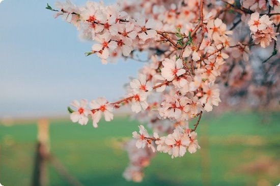 酷夏瘦身绿色食物是关键