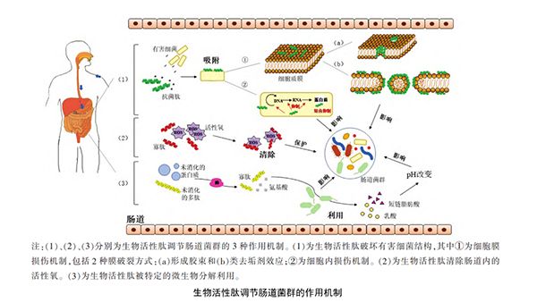 生物活性肽