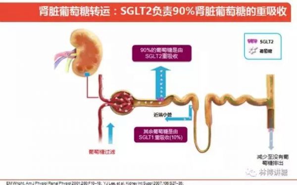 一種新型的降糖藥：鈉-葡萄糖共轉(zhuǎn)運蛋白2抑制劑