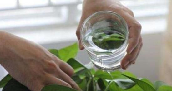 碳酸飲料（探究碳酸飲料對(duì)植物的影響）