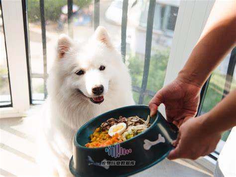 小狗定時吃飯