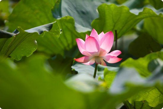 一天蜂蜜減肥餐小肚腩不見(jiàn)蹤影