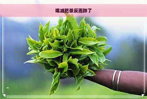 喝減肥茶反而胖了