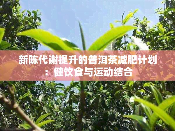 新陳代謝提升的普洱茶減肥計(jì)劃：健飲食與運(yùn)動(dòng)結(jié)合