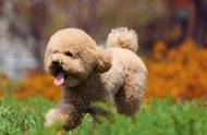 揭秘！泰迪犬体重管理全攻略
