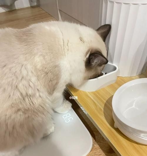 寵物貓咪標準體重（4個月的貓咪標準體重及其健康管理）