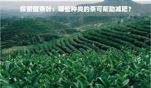 探索健茶葉：哪些種類的茶可幫助減肥？
