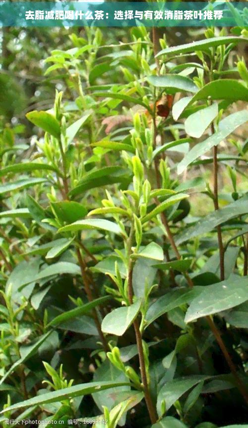 去脂减肥喝什么茶:选择与有效消脂茶叶推荐
