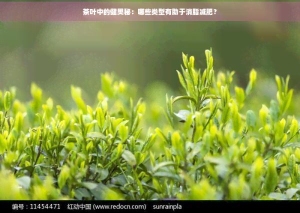 茶叶中的健奥秘:哪些类型有助于消脂减肥?