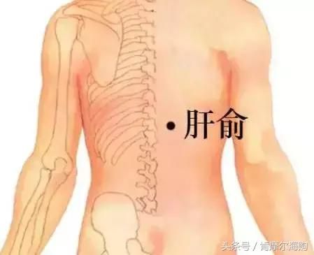 肝好了，其他臟器才會好！