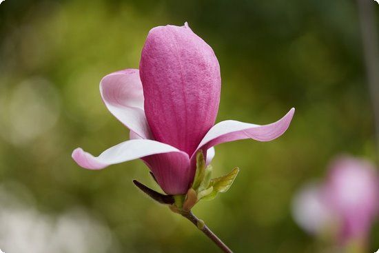 姜汁泡澡讓你暖暖瘦身