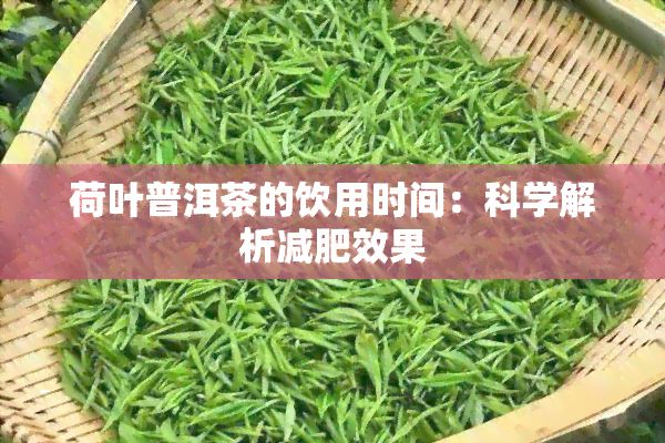 荷葉普洱茶的飲用時間：科學(xué)解析減肥效果