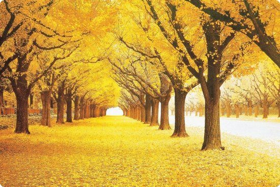 甜蜜蜜紅豆減肥法美體又養(yǎng)顏