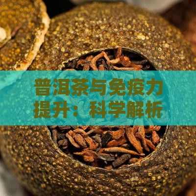 普洱茶與免疫力提升：科學(xué)解析及飲用建議