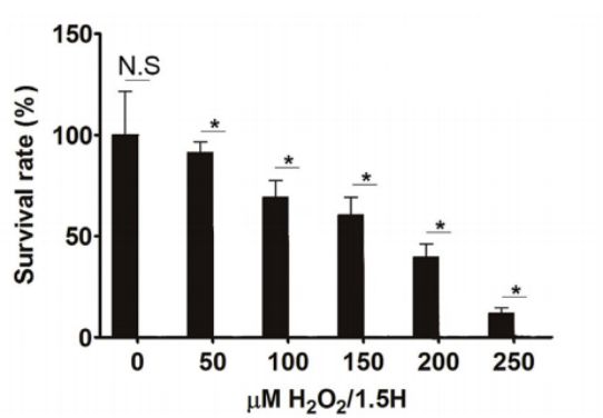 圖2 不同濃度H2O2處理1.5h后DPC存活率變化