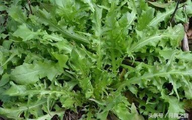 你知道薺菜的營養(yǎng)價(jià)值嗎？而且薺菜不能亂吃 也有一定的禁忌呢