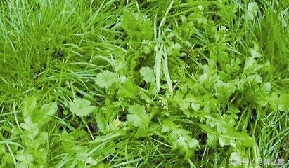你知道薺菜的營養(yǎng)價(jià)值嗎？而且薺菜不能亂吃 也有一定的禁忌呢