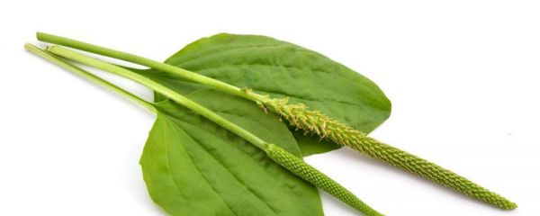 膏藥有什么好處 膏藥的正確貼法 膏藥的貼法有哪些
