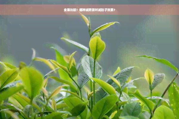 全面比較！哪種減肥茶對(duì)減肚子效果？