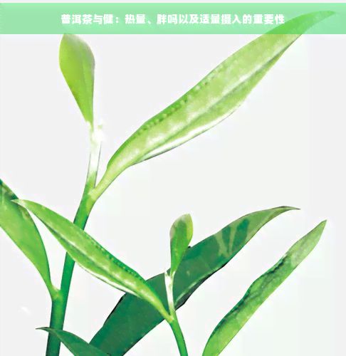 普洱茶與?。簾崃俊⑴謫嵋约斑m量攝入的重要性