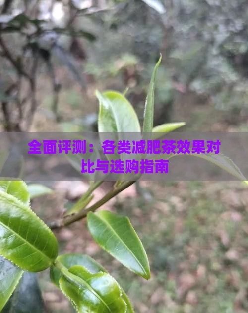 全面评测：各类减肥茶效果对比与选购指南