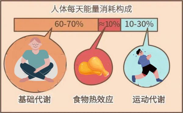 關于益生菌減肥法 你想知道的都在這兒