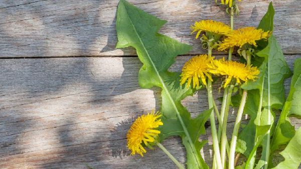 能利尿通淋，清熱解暑，收濕斂瘡的藥有哪些