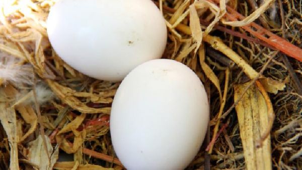 蜂蜜白醋減肥方法是什么？蜂蜜加白醋減肥的原理？
