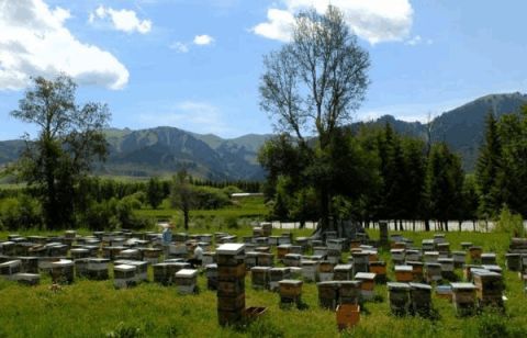 土蜂蜜与意蜂蜜有什么区别