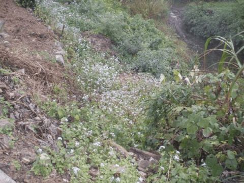 土蜂蜜与意蜂蜜有什么区别