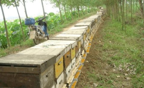 土蜂蜜与意蜂蜜有什么区别