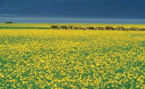 土蜂蜜与意蜂蜜有什么区别