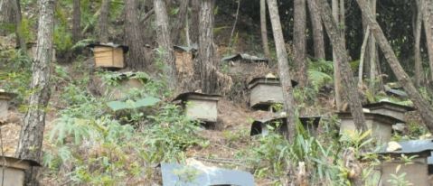 土蜂蜜与意蜂蜜有什么区别