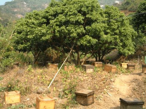 土蜂蜜与意蜂蜜有什么区别