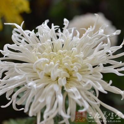 菊花不僅可以供觀(guān)賞，也可以藥用