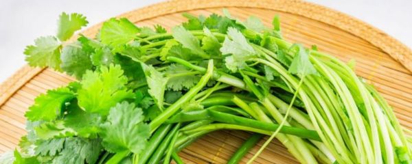 湿热体质如何调理 湿热体质怎么调理 湿热型体质调理方法